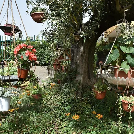 Di Martino